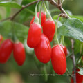 EU-Standard Non-GMO-Goji-Beeren im Einzelhandel